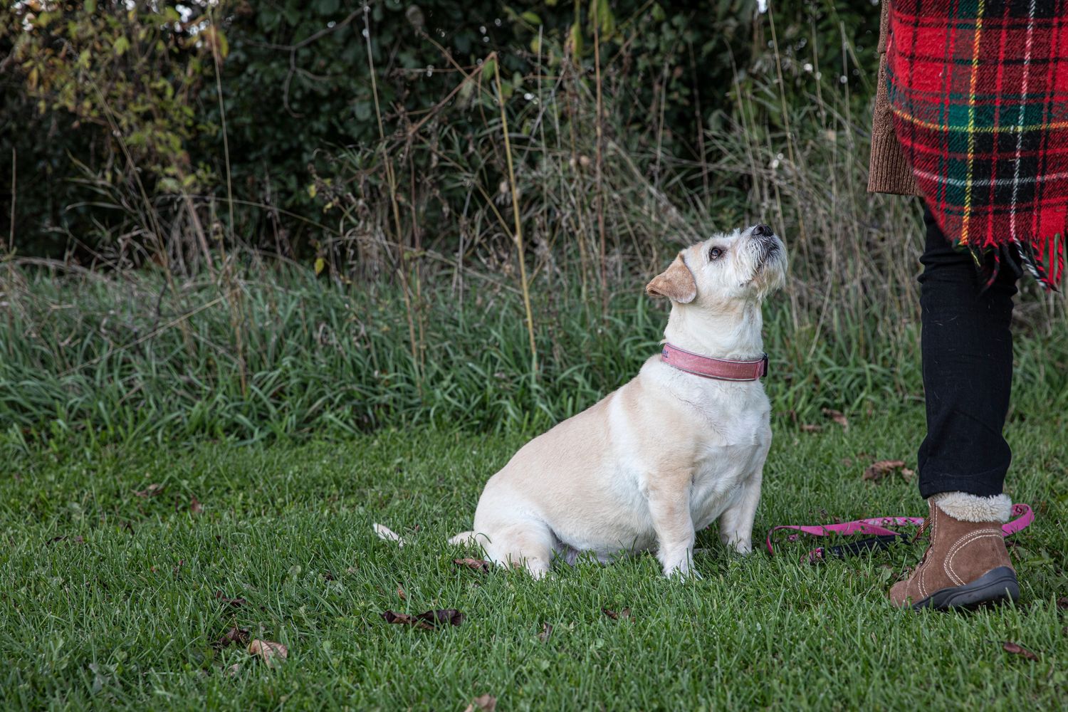 Buddy buddy sales dog training collar